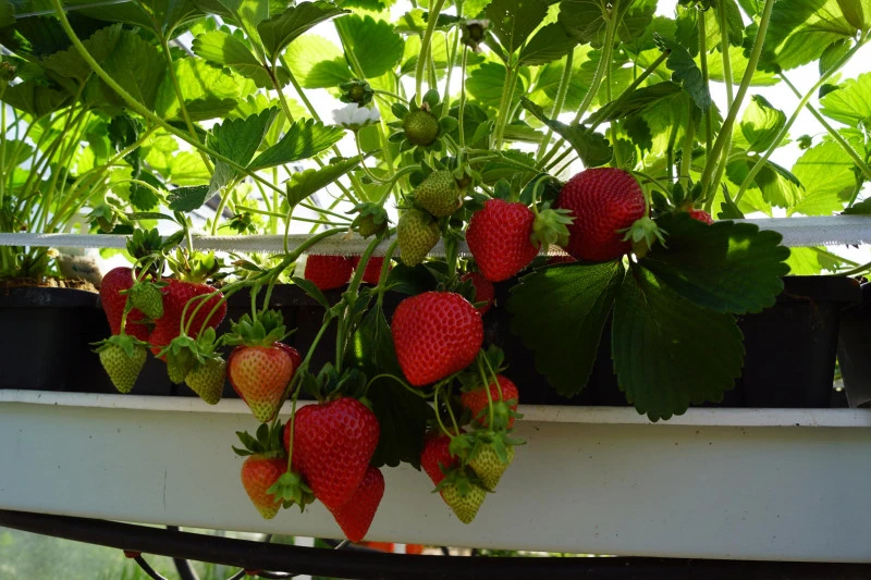 SAN ANDREAS A+ Extra Maasika frigotaime 10 tk. pakis - Image 3