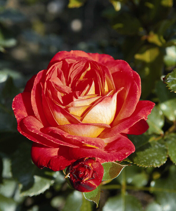 Paljasjuurne roosiistik Midsummer® 3 tk. / B klass/