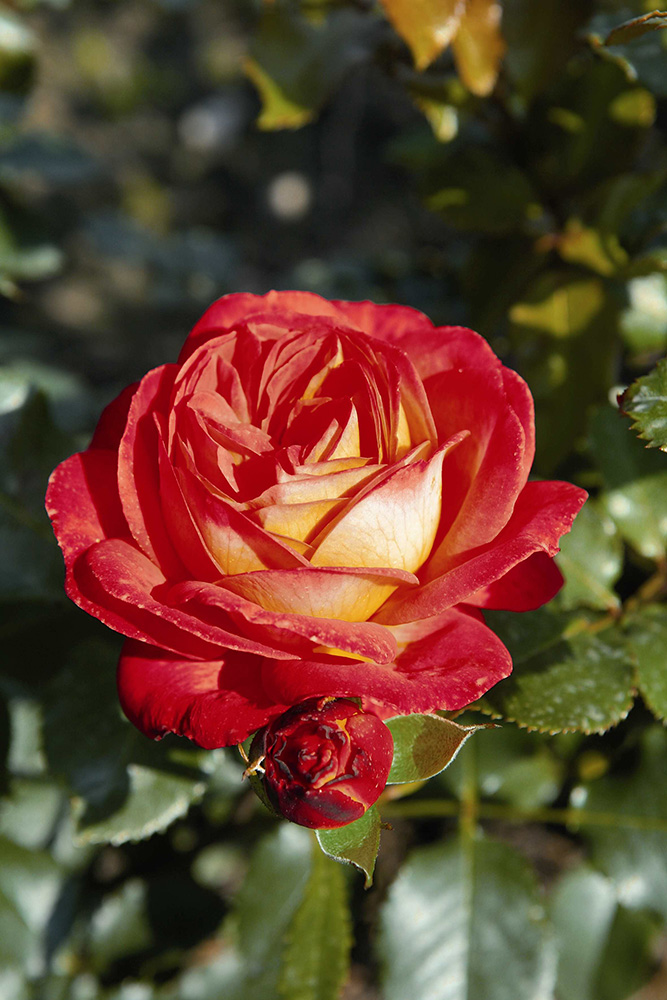 Paljasjuurne roosiistik Midsummer® 3 tk. / B klass/