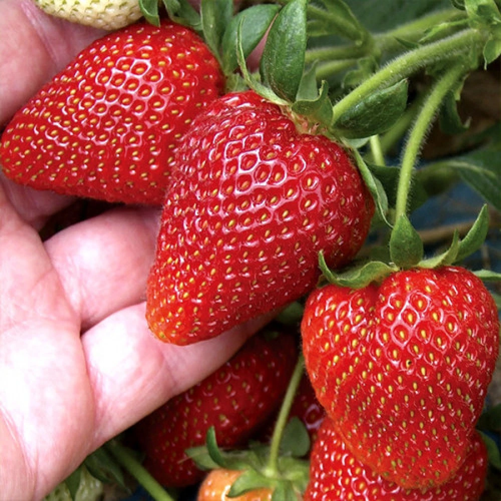 Rumba A ++ frigotaim 10 tk pakendis - Image 4