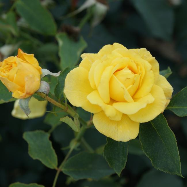 Paljasjuurne roosiistik ‘Goldstern® 1 tk. / B klass/ - Image 4