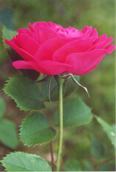 Paljasjuurne roosiistik John Franklin 3 tk. / B klass/