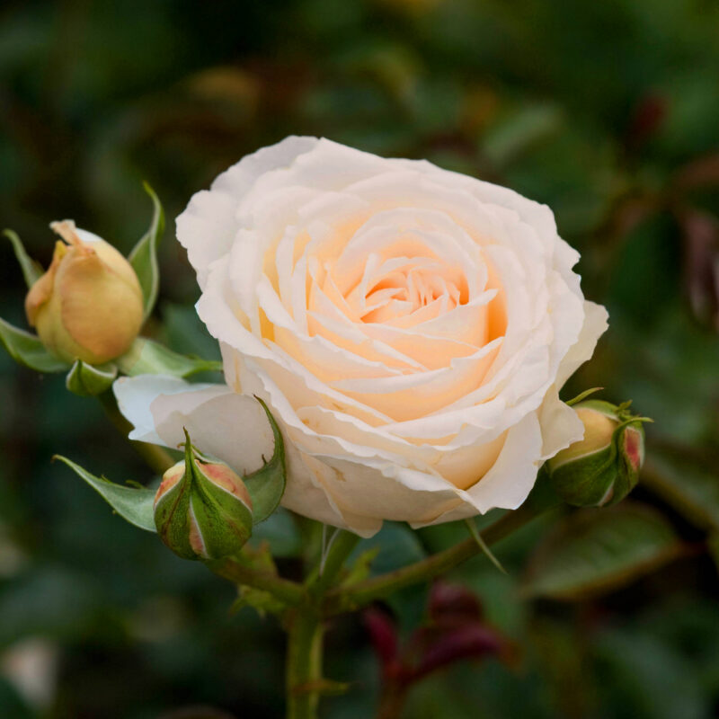 Paljasjuurne roosiistik Coralin 3tk. / B klass/