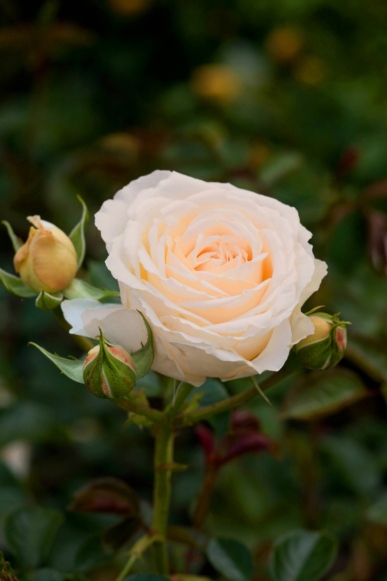Paljasjuurne roosiistik Coralin 3tk. / B klass/