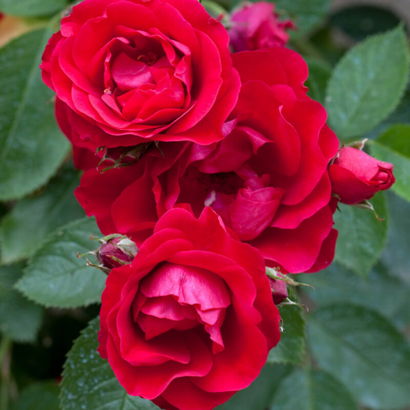 Paljasjuurne roosiistik  'Scarlet Queen Elizabeth‘1 tk. / A klass/