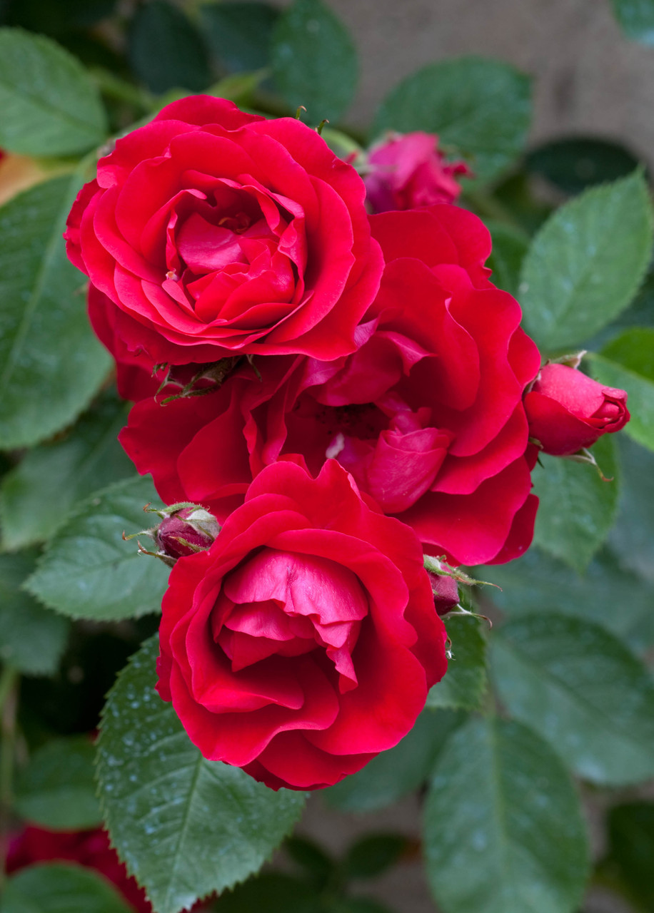 Paljasjuurne roosiistik 'Scarlet Queen Elizabeth‘1 tk. / A klass/