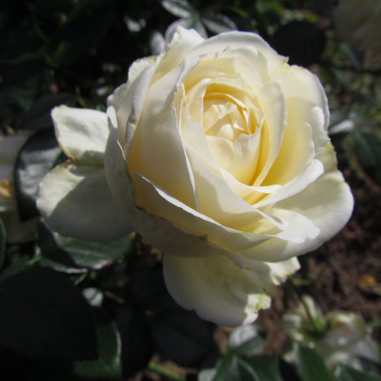 Paljasjuurne roosiistik  'Silver Wedding Celebration ®' 3 tk. / B klass/