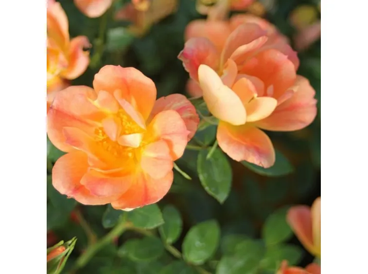 Paljasjuurne roosiistik Bienenweide® Apricot  3 tk. / B klass/