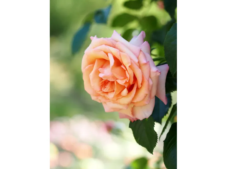 Paljasjuurne roosiistik Barock ® 3 tk. / B klass/