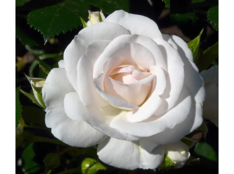 Paljasjuurne roosiistik Aspirin ®Rose ADR 3 tk. / B klass/