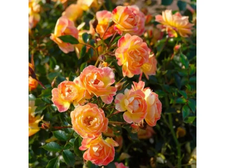 Paljasjuurne roosiistik Bienenweide® Fruity 3 tk. / B klass/