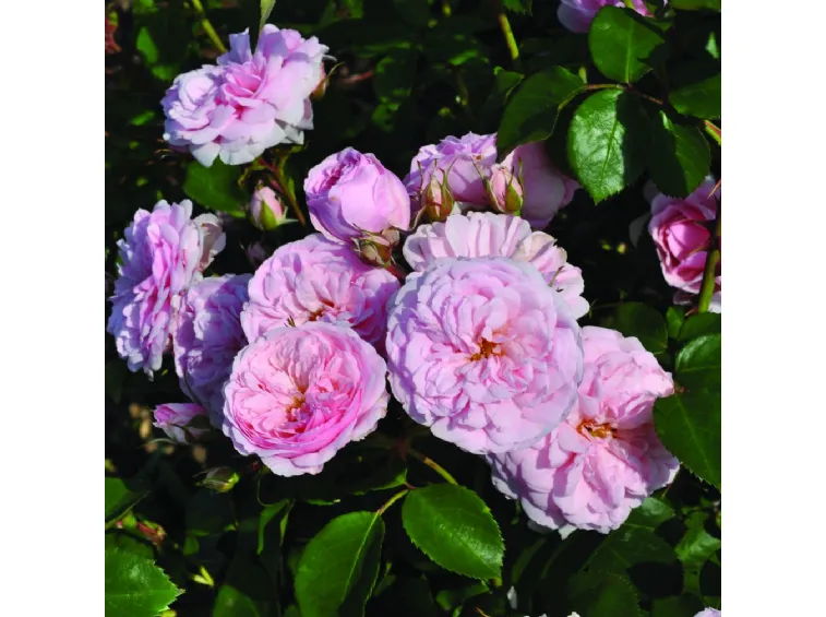 Paljasjuurne roosiistik Blush™ Winterjewel® 3 tk. / B klass/