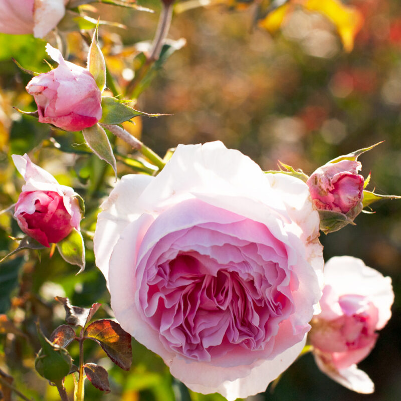 Paljasjuurne roosiistik  "Gartenträume" - 3 tk. klass A /Floribund/