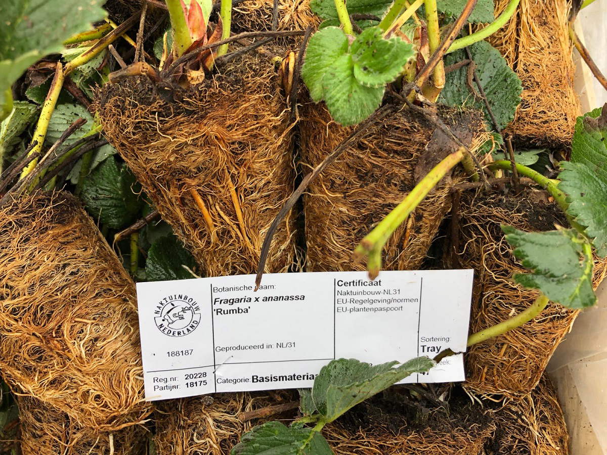 FLAIR Tray 10 frigo maasikataime - Image 3