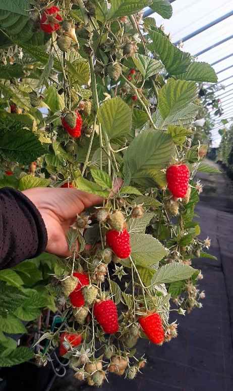 Husaria vaarikataimed 0,5L potis, 6 tk pakendis