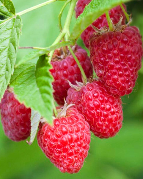 Baron vaarikataimed 0,5L potis, 6 tk pakendis