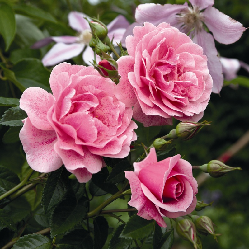 Paljasjuurne roosiistik “Camelot®” 3 tk. / A klass/