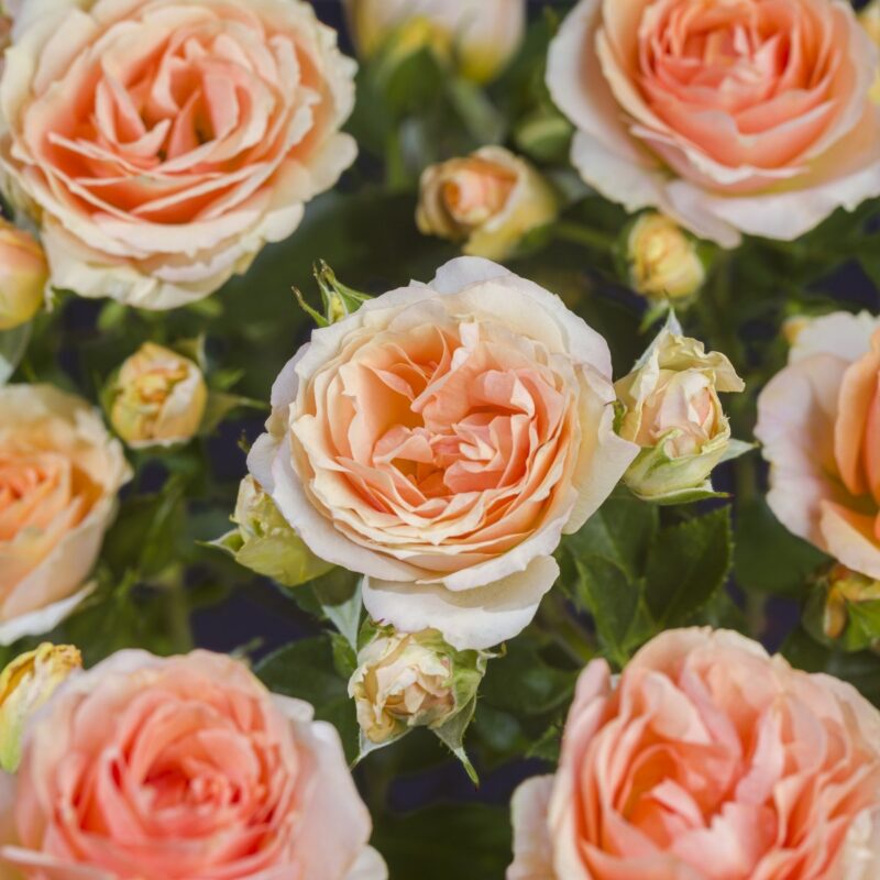 Paljasjuurne roosiistik “Augusta Luise®”  / A klass/