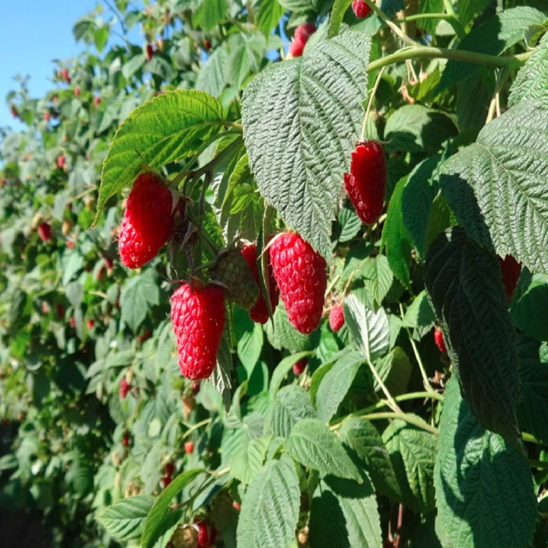 Willamet vaarikataimed 0,5L potis, 6 tk pakendis