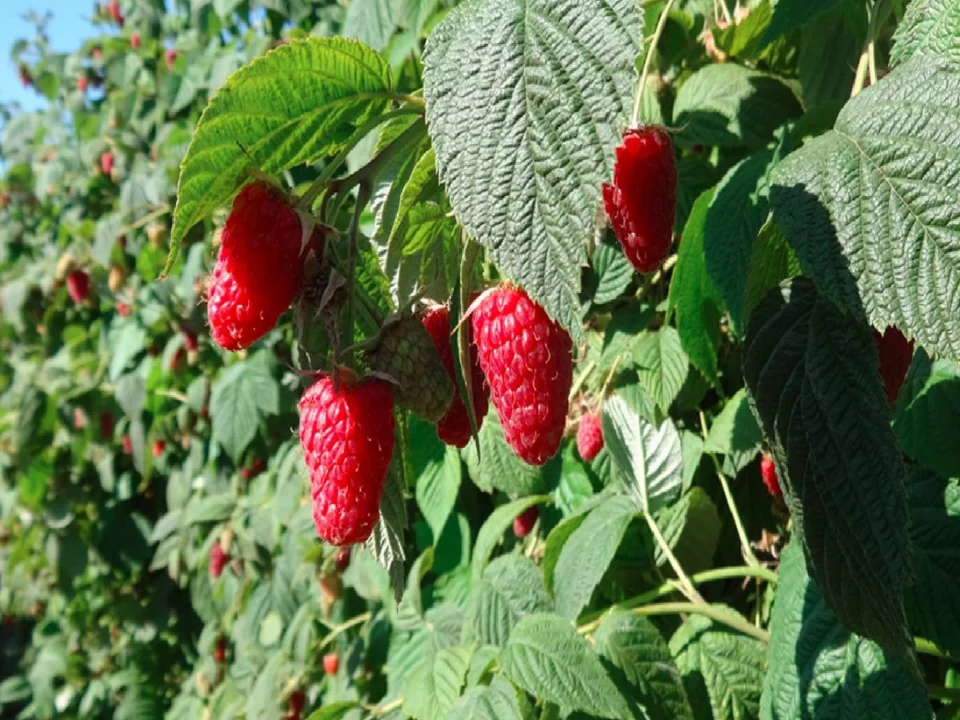 vaarikataimede müük e pood