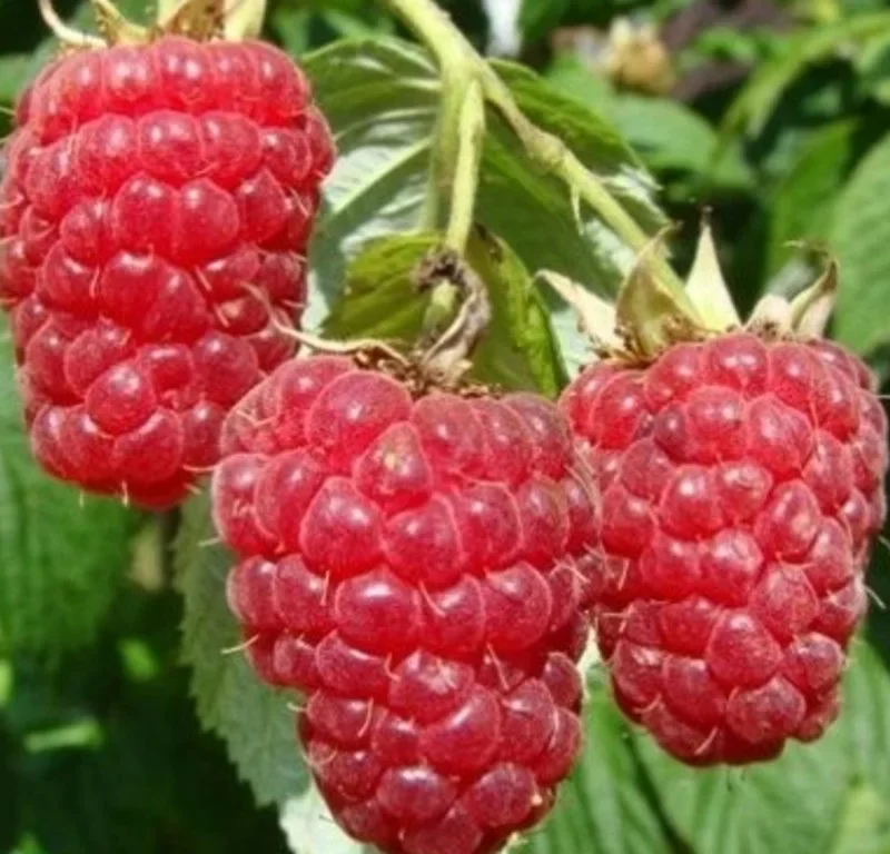 Delniwa vaarikataimed 0,5L potis, 6 tk pakendis