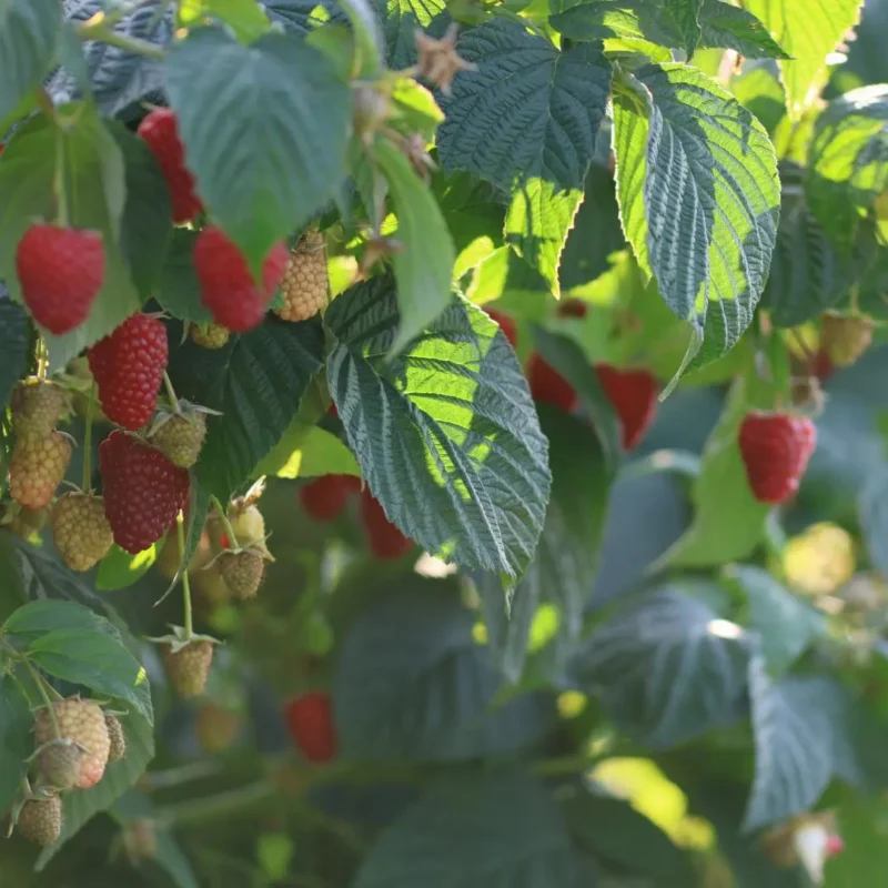 Magnat vaarikataimed 0,5L potis, 6 tk pakendis