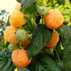 Poranna Rosa paljasjuurne istik, pundis 10 tk