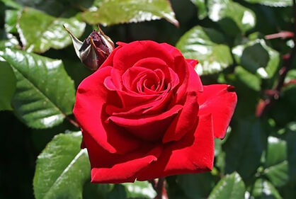 Paljasjuurne roosiistik  "Ingrid Bergmann" klass A