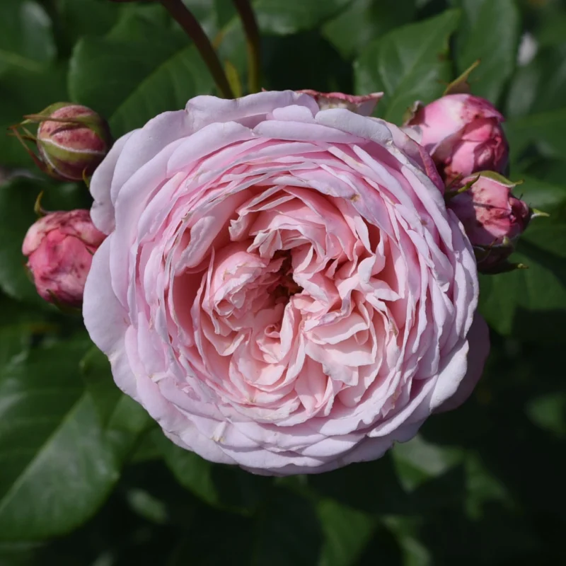 Paljasjuurne roosiistik “Divina®” – 3 tk. klass B ADR®