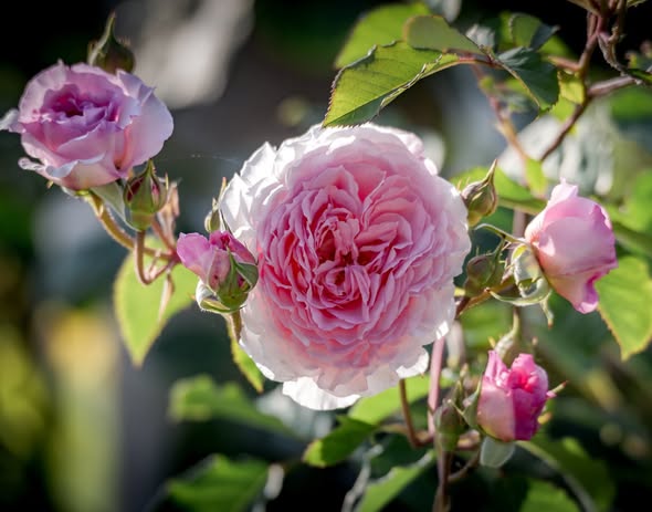 Paljasjuurne roosiistik  "Gartenträume" - 3 tk. klass B /Floribund/