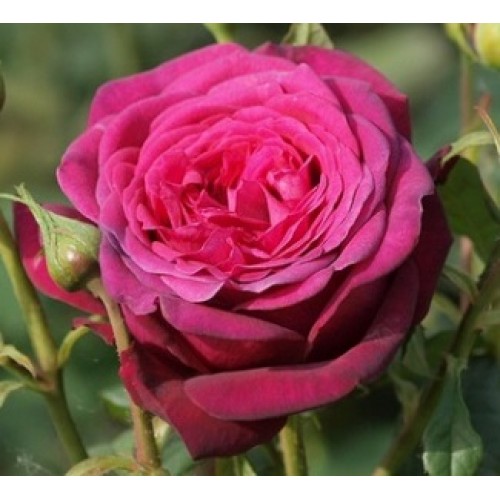 Paljasjuurne roosiistik “Johann Wolfgang von Goethe” – 3 tk. klass A