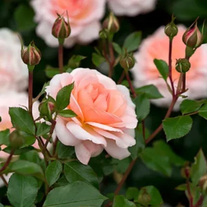 Paljasjuurne roosiistik Matthias Claudius Rose® 3 tk. / B klass/ ADR®