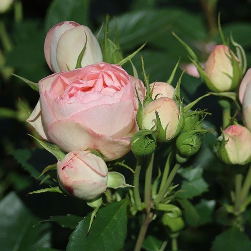 Paljasjuurne roosiistik Lovely Rokoko  ® 3 tk. / B klass/