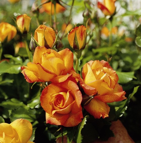 Paljasjuurne roosiistik ‘Sahara® 3 tk. / B klass/