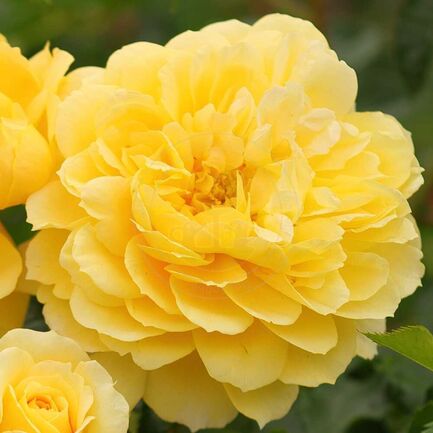 Paljasjuurne roosiistik “Spinelli®” – 3 tk. klass A