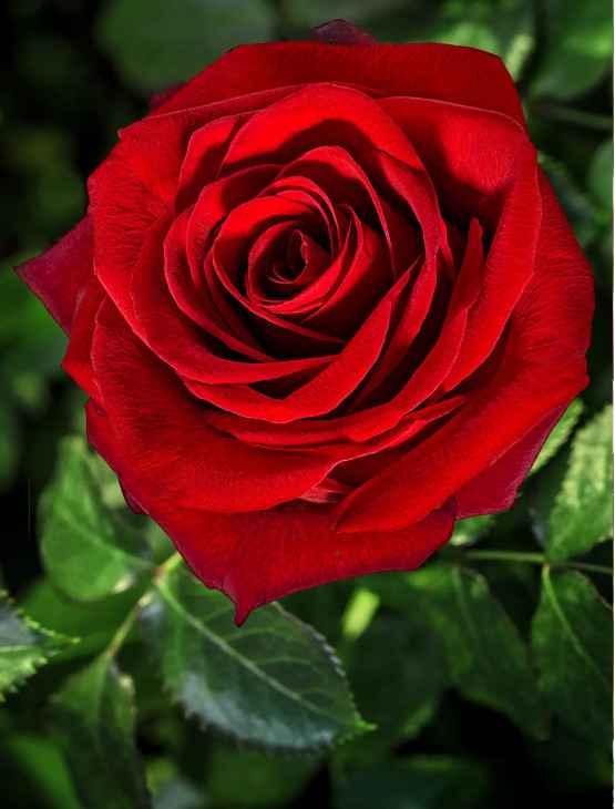 Paljasjuurne roosiistik "Admiral"® 3 tk. / B klass/