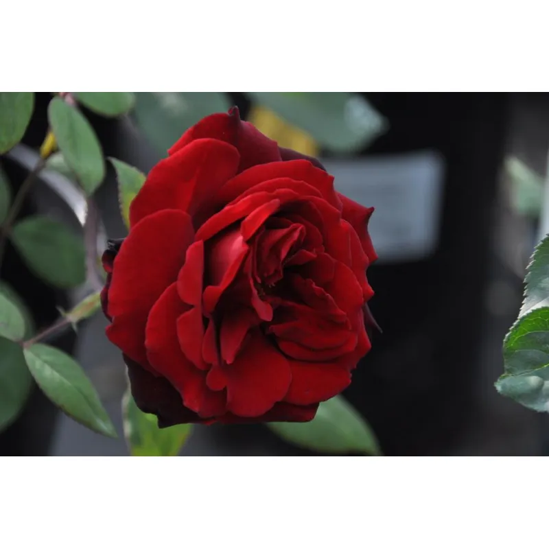 Paljasjuurne roosiistik “Barkarole”® 3 tk. / B klass/