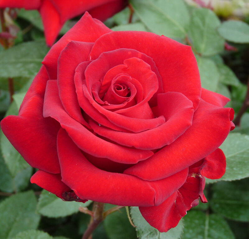 Paljasjuurne roosiistik  "Ingrid Bergmann" - 3 tk. klass A