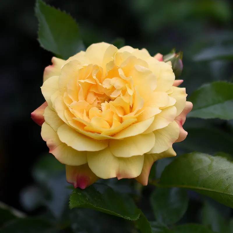 Paljasjuurne roosiistik Lampion® 3 tk. / B klass/