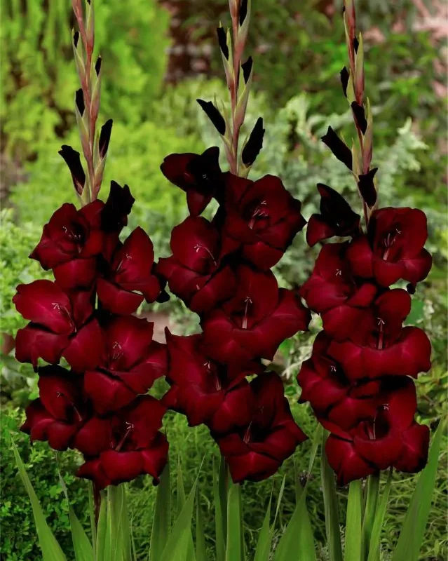 Gladiool 'Black Star'