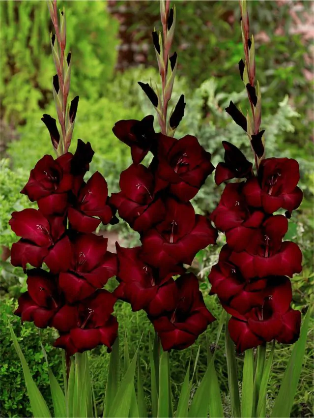 Gladiool 'Black Star'