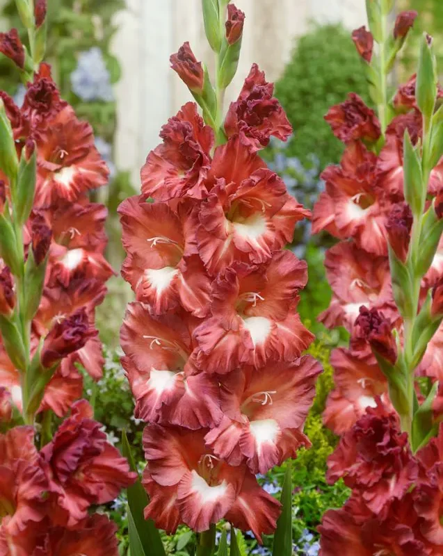 Gladiool "Tiramisu" 5tk