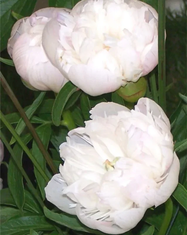 Pojeng "Alba Plena"  valge paljasjuurne istik