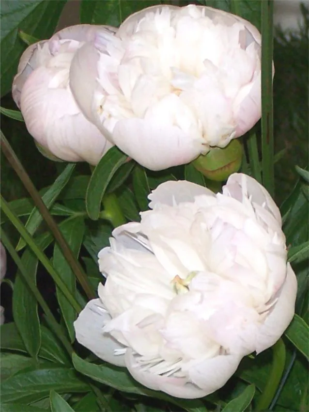 Pojeng "Alba Plena" valge paljasjuurne istik