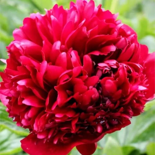 Paeonia_Belgravia_1_1