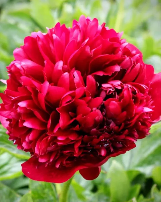 Pojeng "Belgravia"  punane paljasjuurne istik