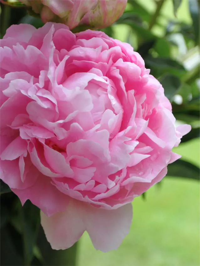 Pojeng "Dinner Plate" roosa paljasjuurne istik