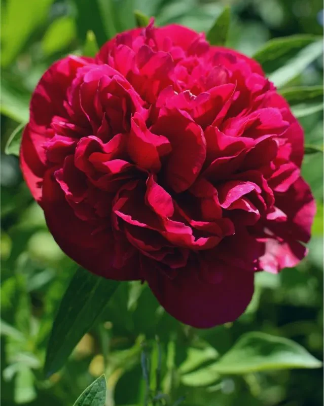 Pojeng ‘Eliza Lundy’ punane paljasjuurne istik