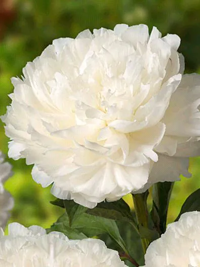 Pojeng "Elsa Sass"  valge paljasjuurne istik