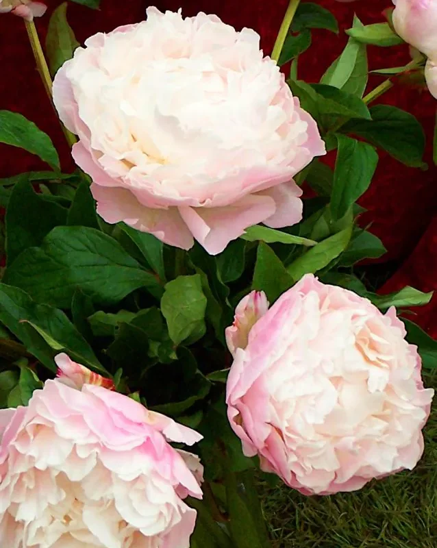 Pojeng 'Gardenia ' õrnroosa- kreemvalge paljasjuurne istik